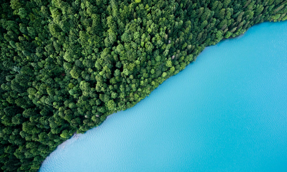Trees and Lake Sustainability