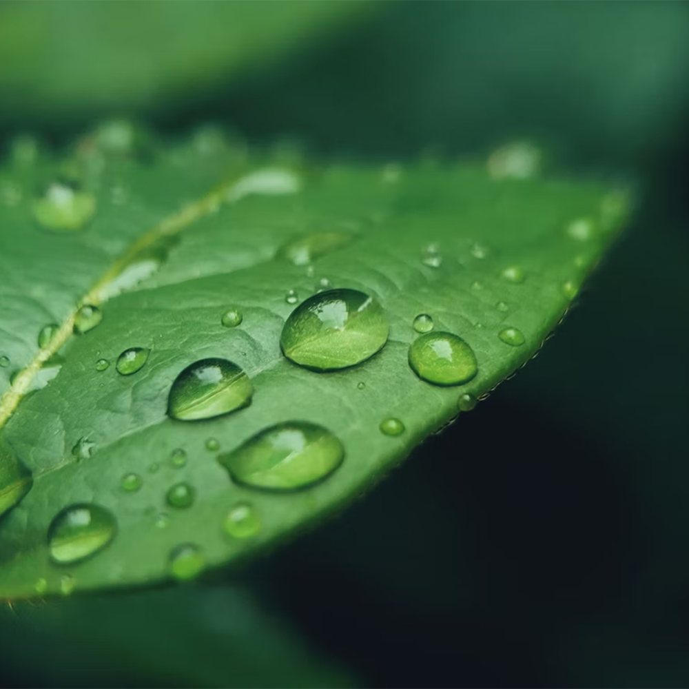 Green Leaf for sustainability