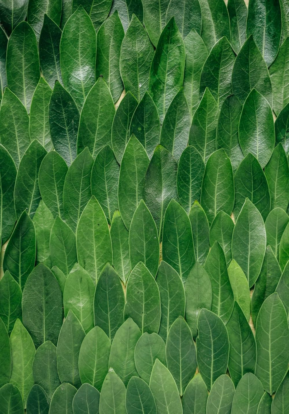 Green Leafs for sustainability