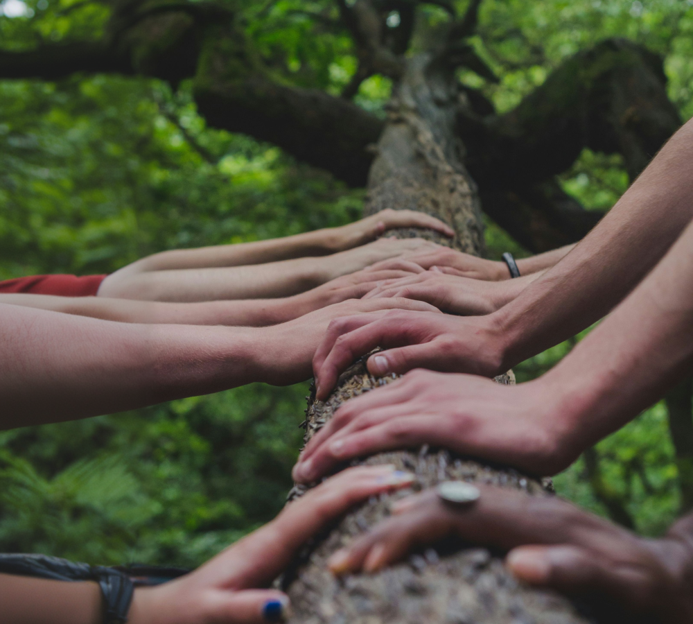 Hands on a tree in solidarity